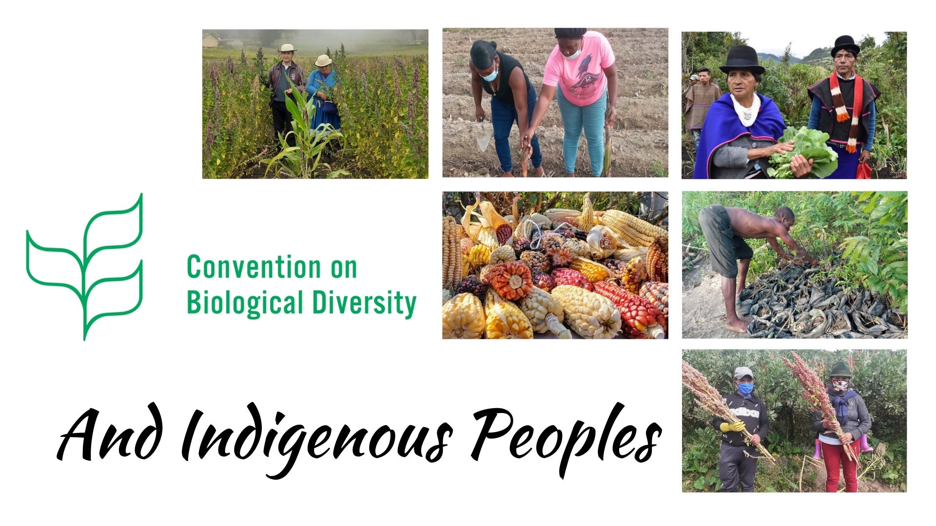 The Convention On Biological Diversity And Indigenous Peoples 